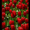 Photo of Red Tulips in The Netherlands on ExposedPlanet.com