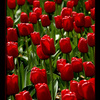 Red Tulips in The Netherlands