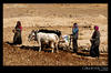 Hardworking Girls in the field, Tibet
