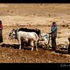 Photo of Hardworking Girls in the field, Tibet on ExposedPlanet.com
