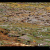 Photo of Patagonia: Happy feet, pinguin hole in one on ExposedPlanet.com