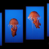 The Jellyfish quarter at the Monterery Aquarium