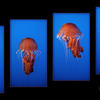 Photo of The Jellyfish quarter at the Monterery Aquarium on ExposedPlanet.com