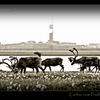 Photo of Caribou near Prudhoe Bay, Alaska on ExposedPlanet.com