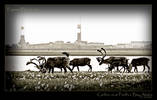 Caribou near Prudhoe Bay, Alaska