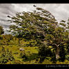 Photo of Patagonia: tree growing in the wind on ExposedPlanet.com