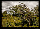 Patagonia: tree growing in the wind