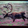 Photo of Running Karibu in Denali park, Alaska on ExposedPlanet.com