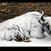 Snowy yak in Tibet