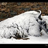 Photo of Snowy yak in Tibet on ExposedPlanet.com