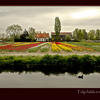 Photo of Dutch farm with Tulip fields on ExposedPlanet.com