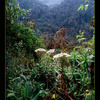 Photo of Rwenzori forest in Uganda on ExposedPlanet.com