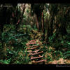 Photo of Forest trail in Rwenzori mountains, Uganda on ExposedPlanet.com
