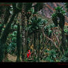 Photo of Senecio trees in Rwenzori, Uganda, Africa on ExposedPlanet.com