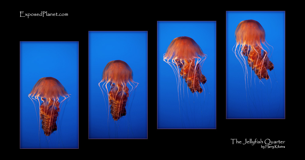 The Jellyfish quarter at the Monterery Aquarium