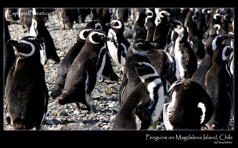 Magellan Penguins on Magdalena Island, Chile