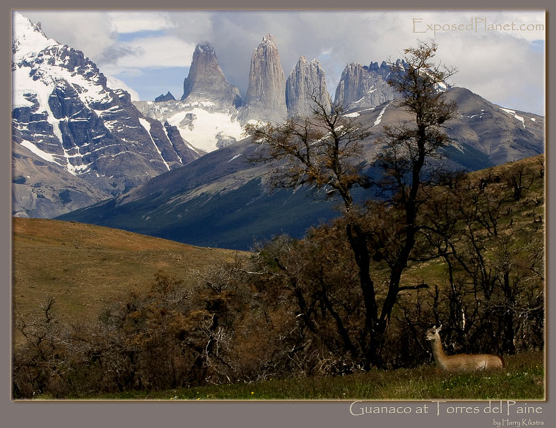 Guanaco and Torres del Paine