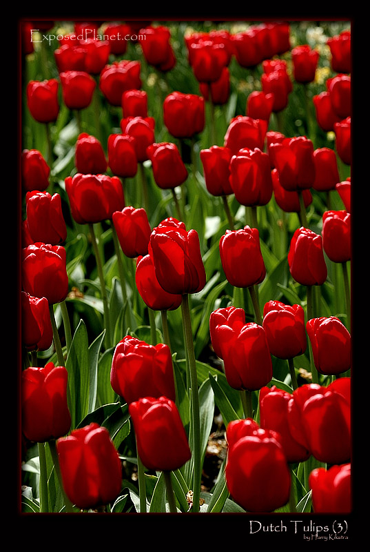 Red Tulips in The Netherlands