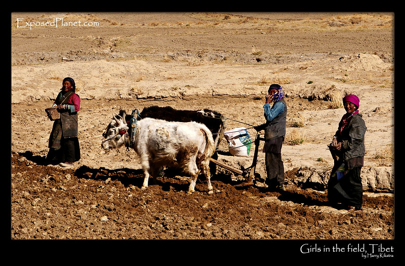 Hardworking Girls in the field, Tibet