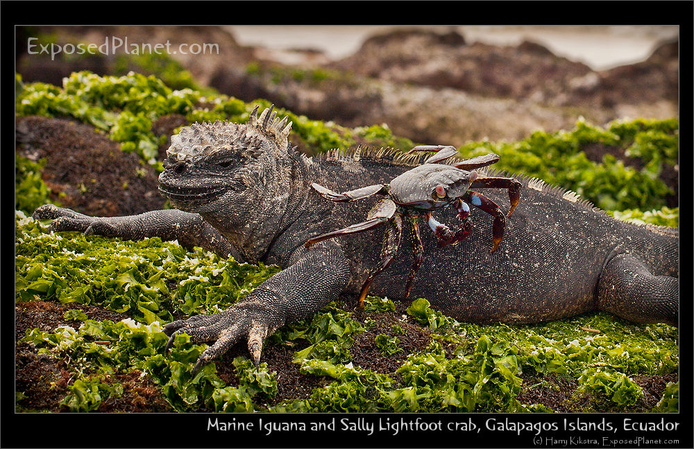 Happy 2011 part 2: Amigos from the Galapagos: Can we just be friends?