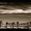 Joshua Tree National Park in Black and White (3)