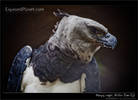 Harpy Eagle, Support the Belize Zoo, 