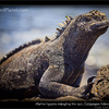 Marine iguana relaxing in the sun, Galapagos Islands