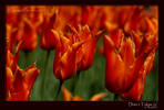 Orange Tulips in the Netherlands