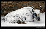 Snowy yak in Tibet