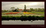 Dutch farm with Tulip fields